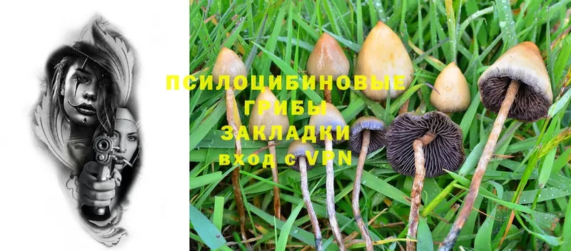 как найти наркотики  Жигулёвск  hydra вход  Псилоцибиновые грибы Psilocybine cubensis 